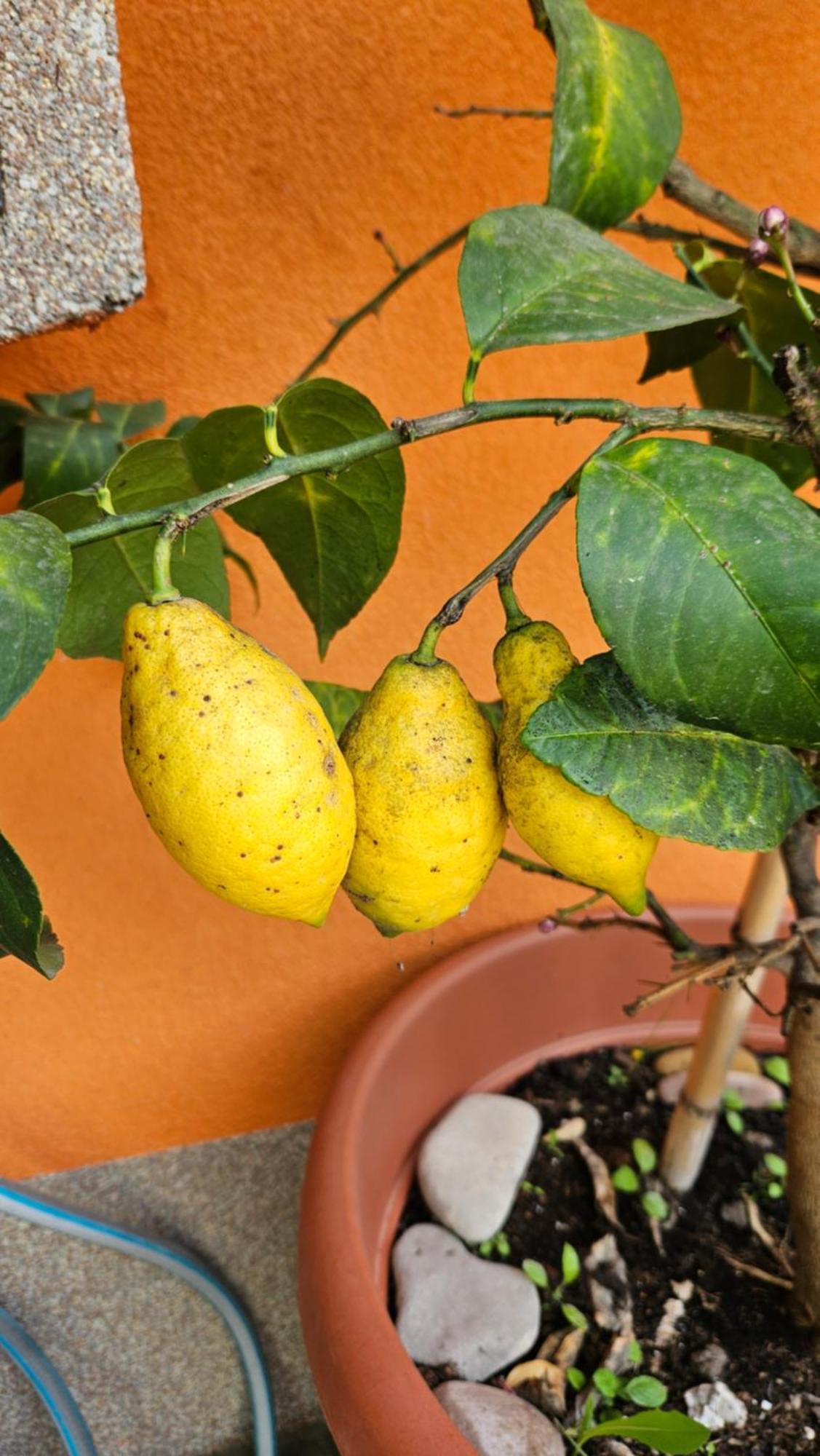 Mexicana Yellow Lägenhet